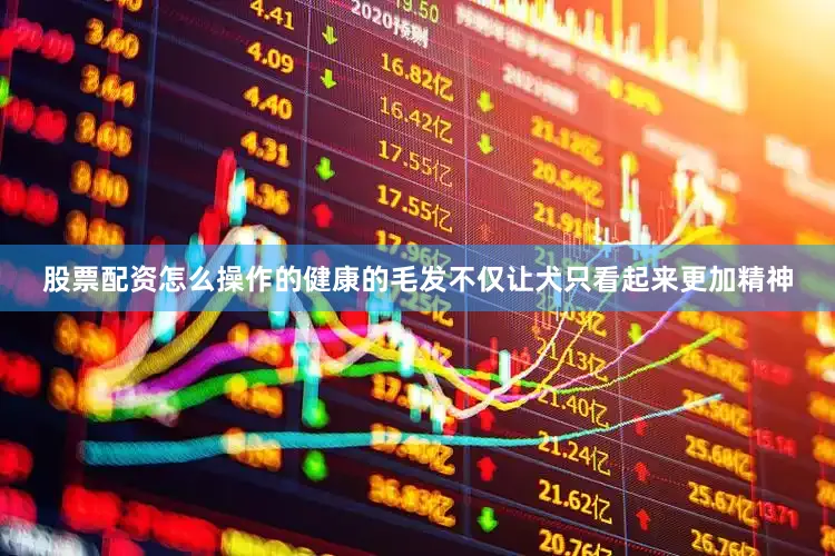 股票配资怎么操作的健康的毛发不仅让犬只看起来更加精神